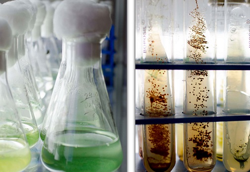 Microbial Ecology 